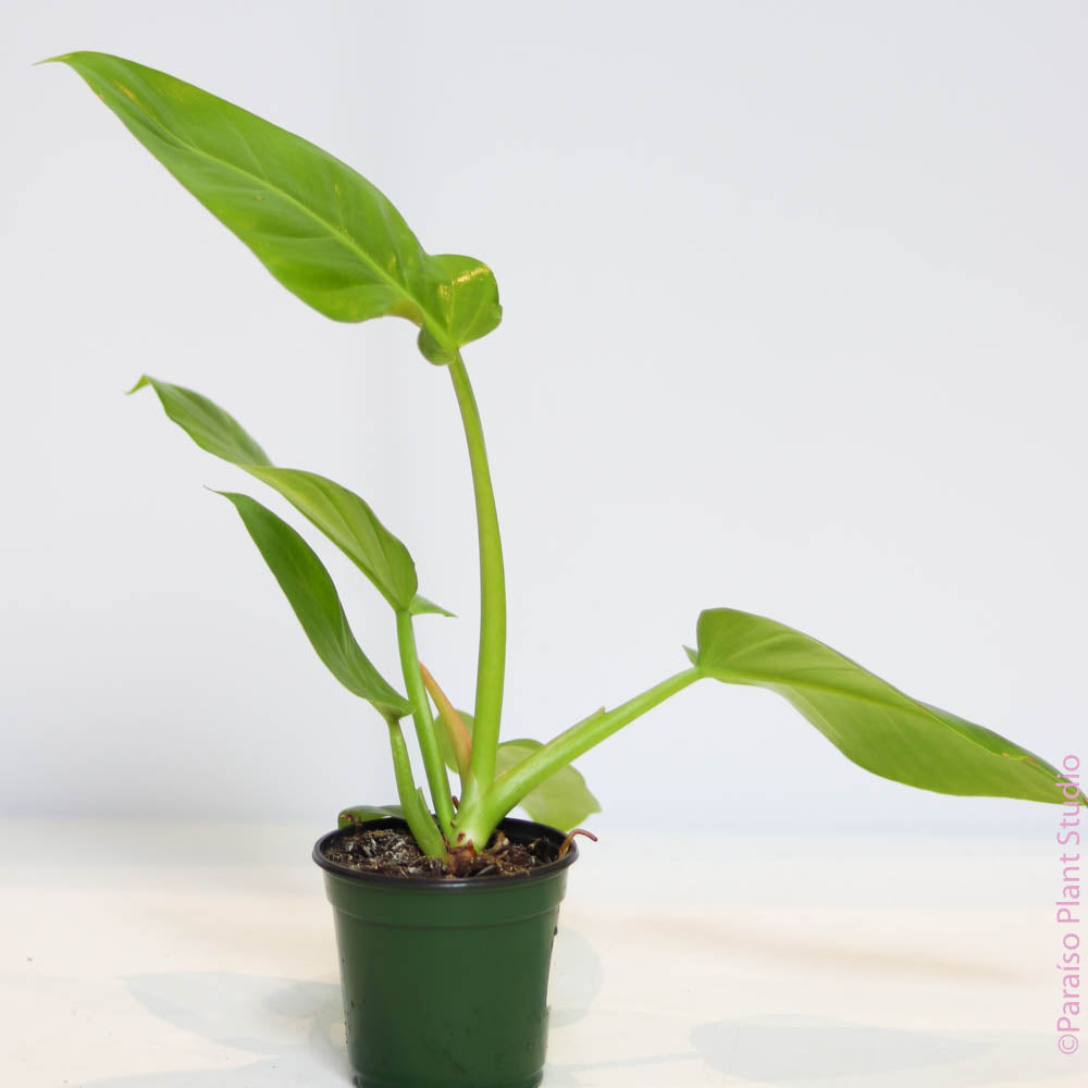 philodendron golden melinonii 4in Philodendron 'Golden Melinonii'