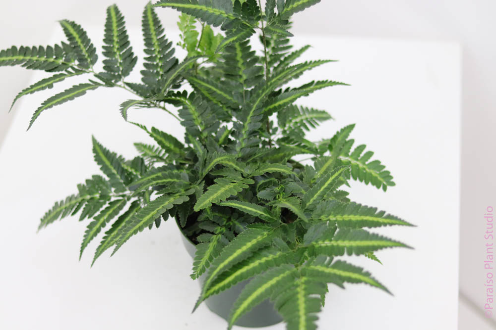 indian pot plants 6in East India Holly Fern – Paraíso Plant Studio