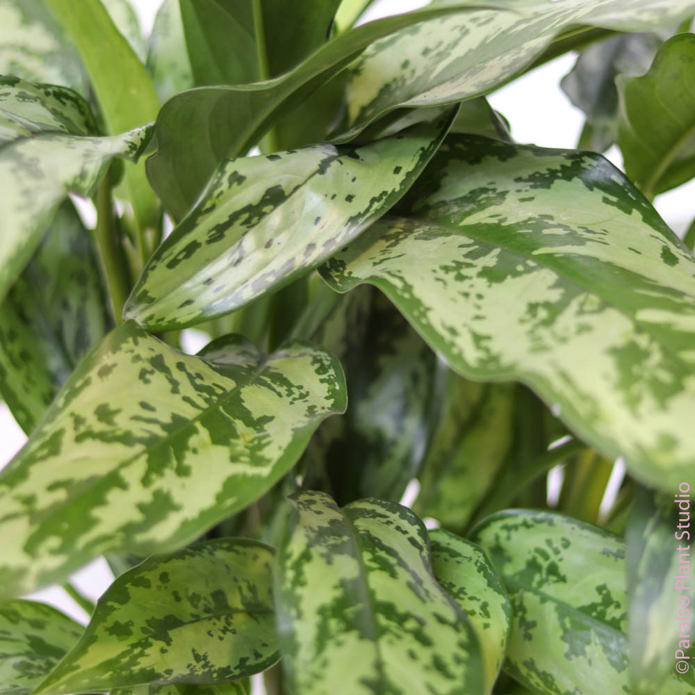 aglaonema romeo to tall 6in-10in Aglaonema Romeo – Paraíso Plant Studio