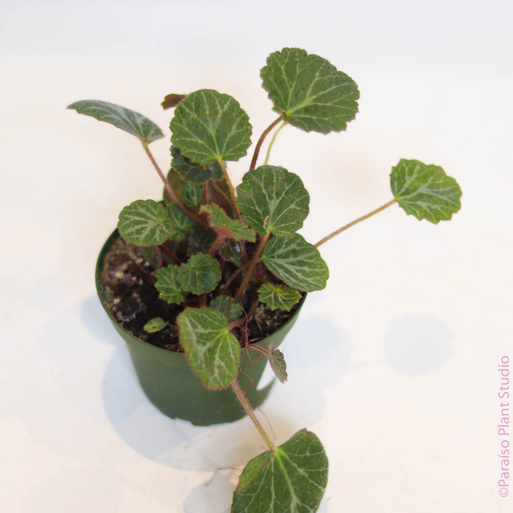 Strawberry Begonia - Small