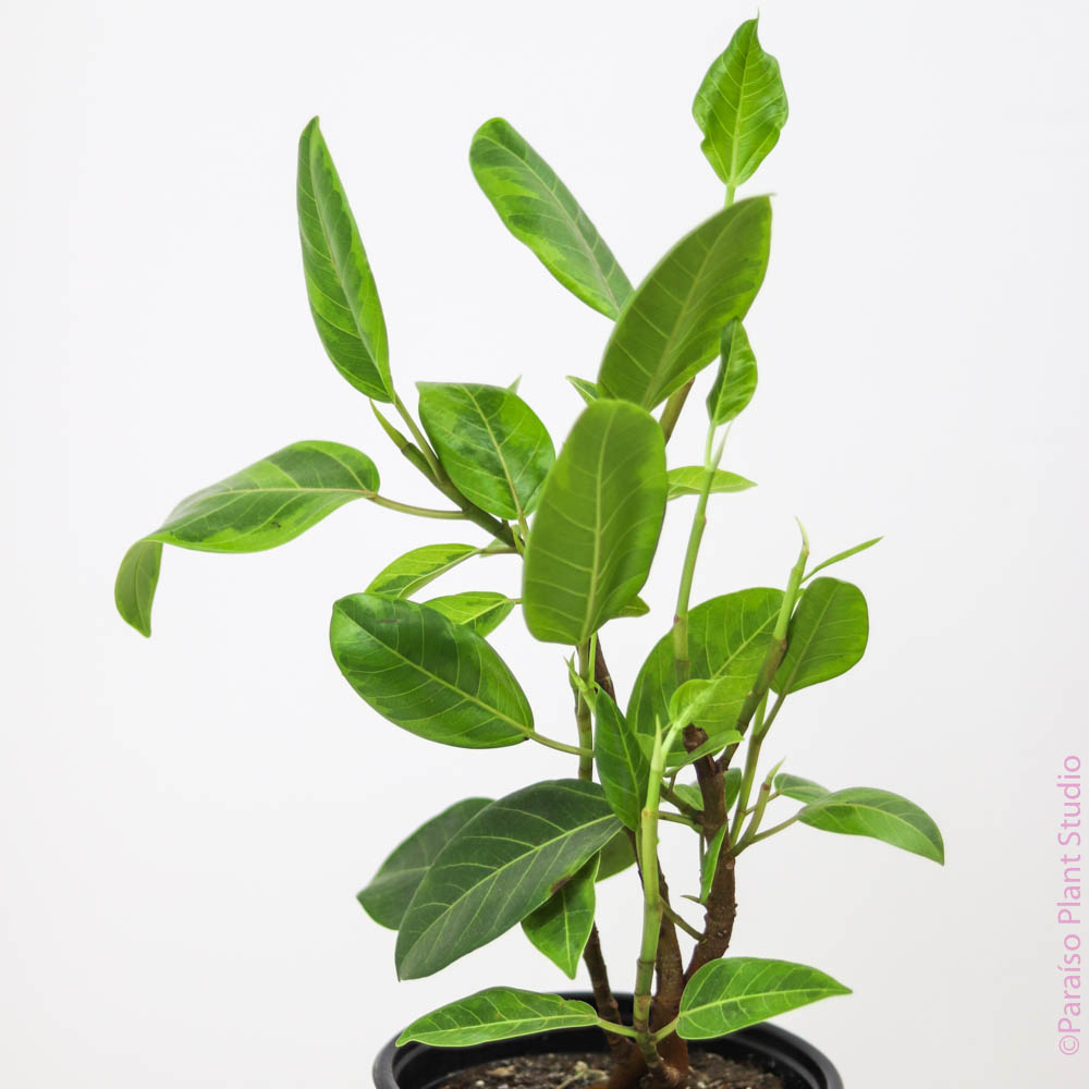 8in-10in Ficus Altissima