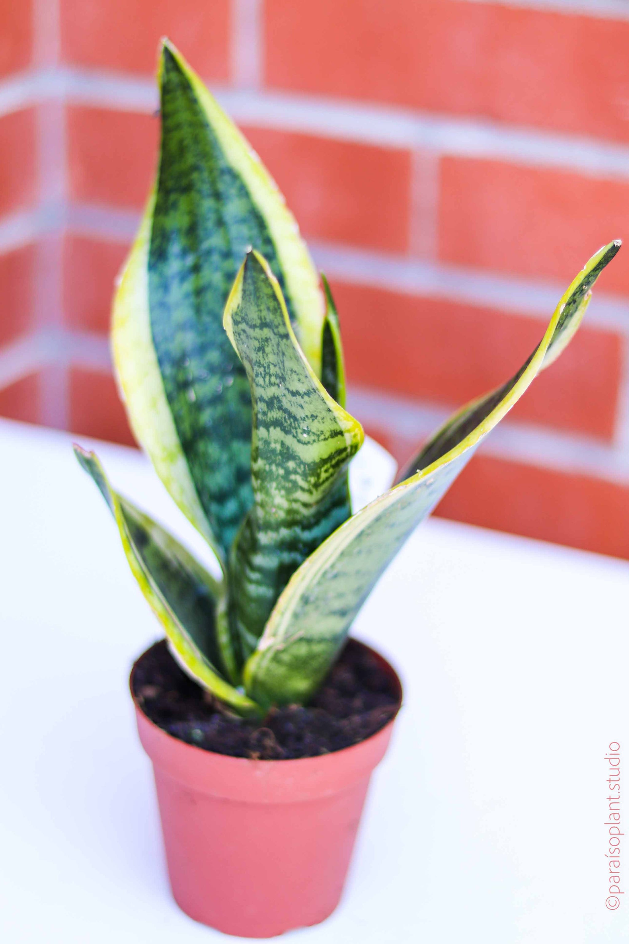sansevieria trifasciata lillian true 4in Sansevieria Trifasciata 'Twisted Sister' – Paraíso Plant Studio