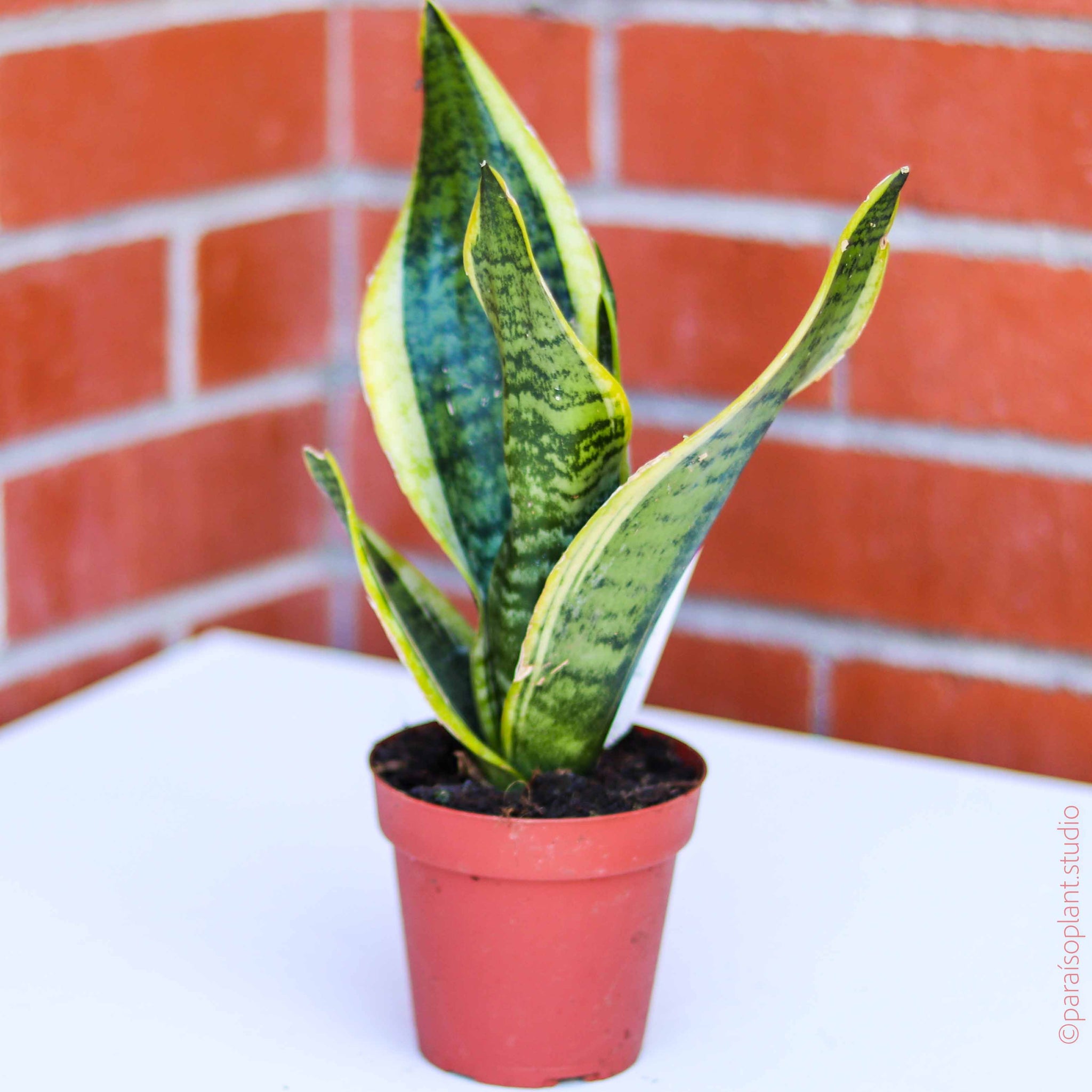 4in Sansevieria Trifasciata 'Twisted Sister' – Paraíso Plant Studio