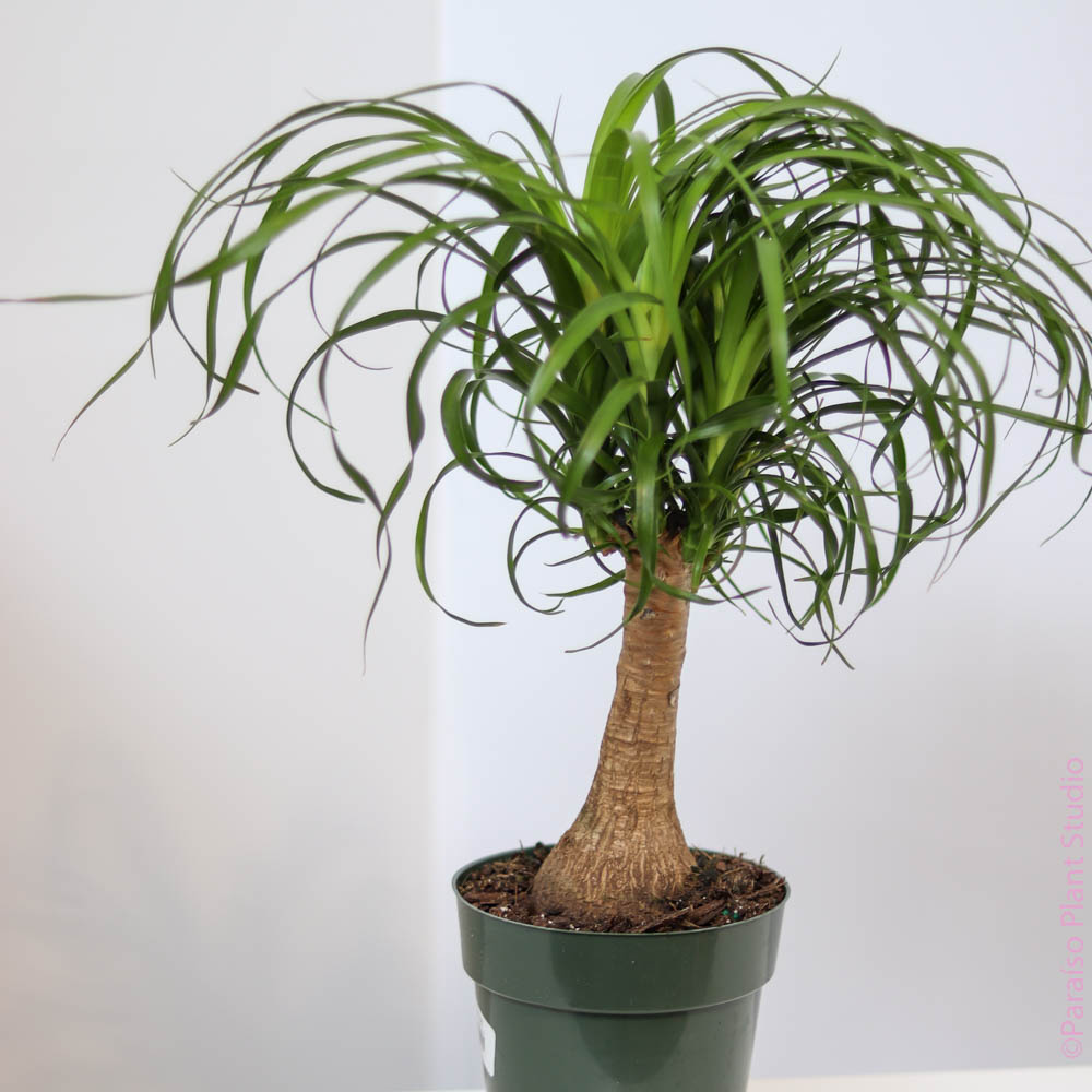 4in Ponytail Palm