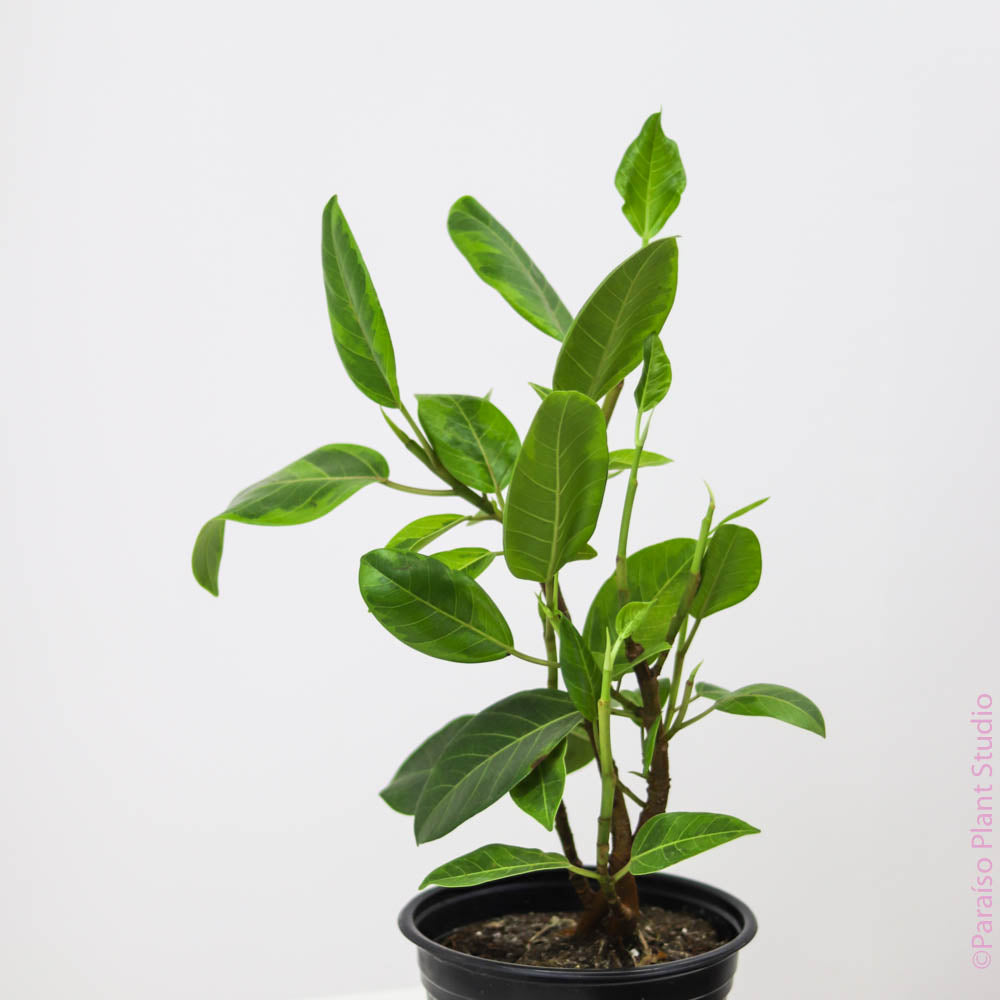 8in-10in Ficus Altissima