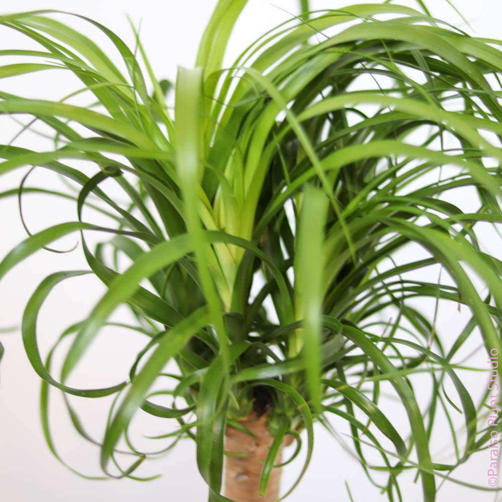 ponytail palm misting 4in Ponytail Palm