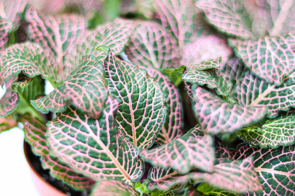 6in Fittonia Pink