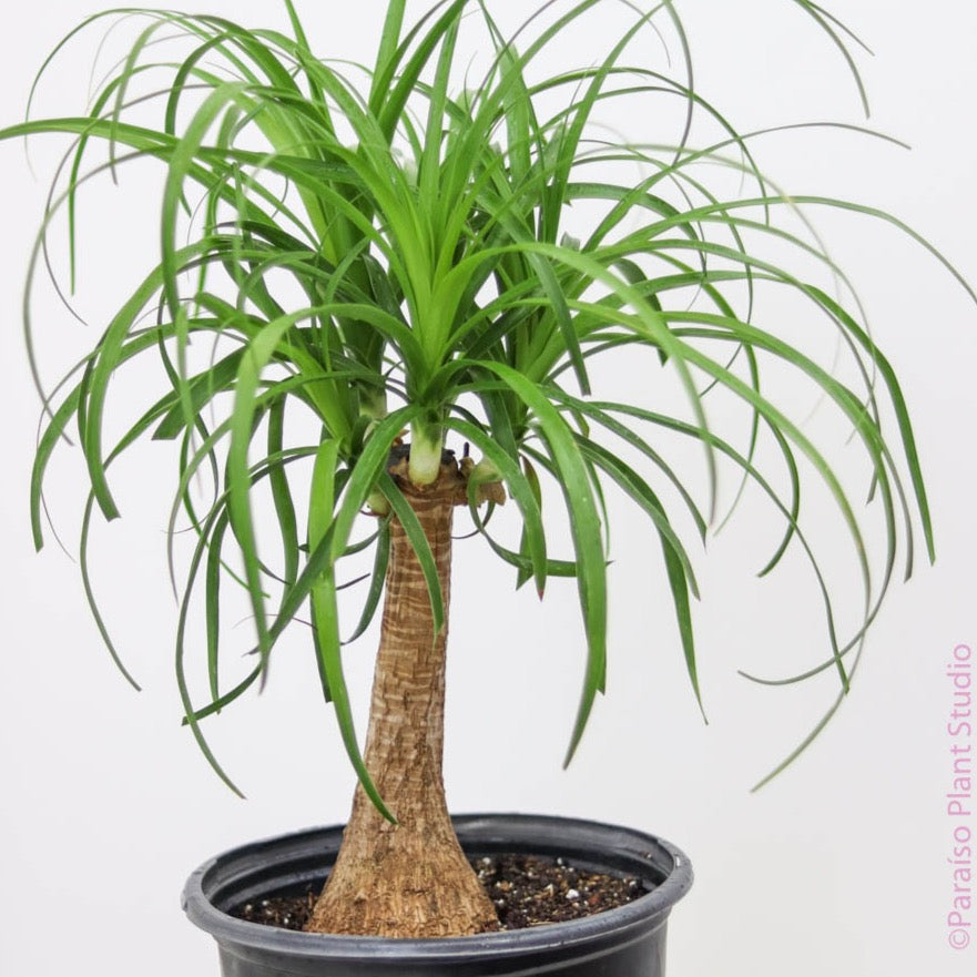 dracaena ponytail 8in-10in Ponytail Stump – Paraíso Plant Studio
