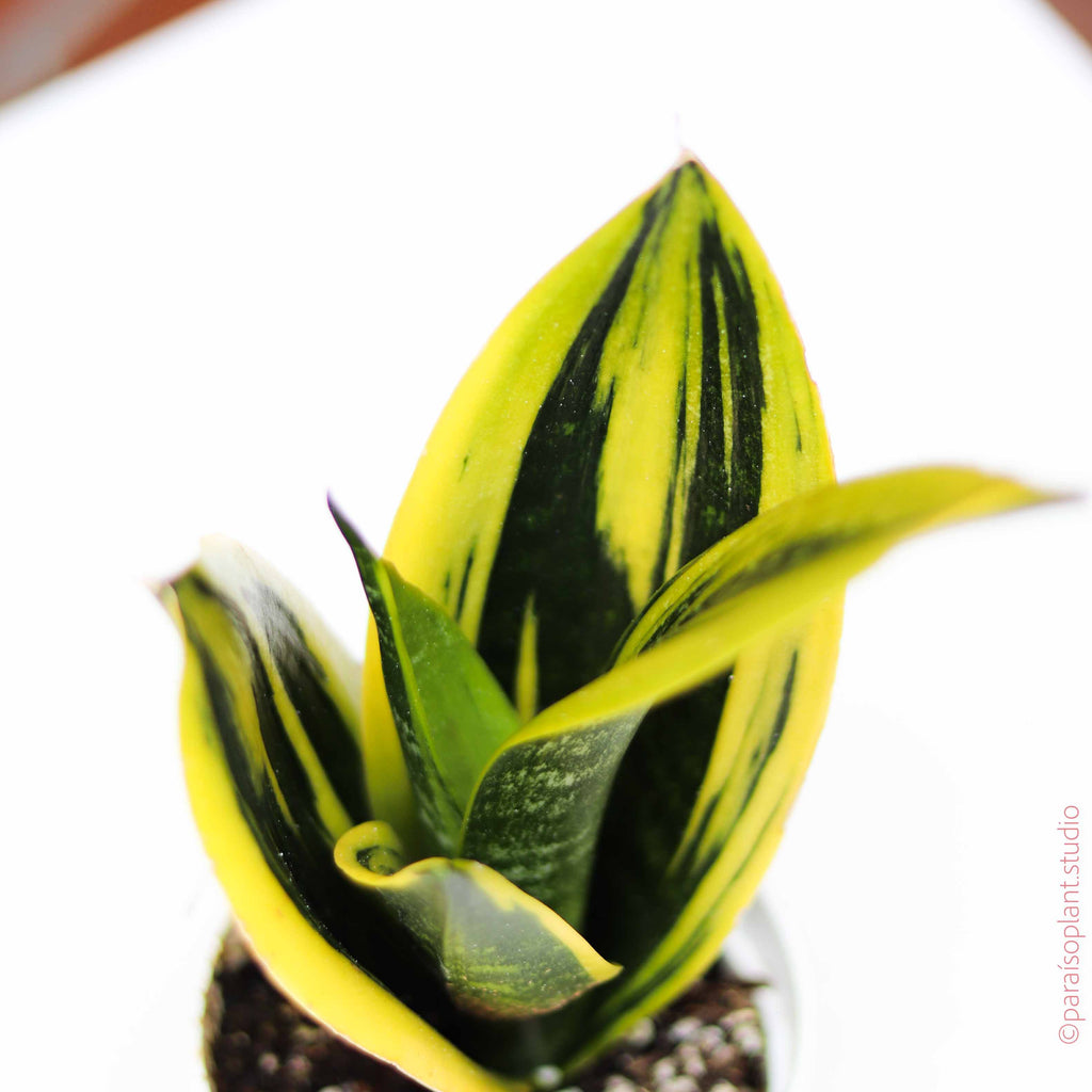 dark green and yellow leaves of a Sansevieria Golden Flame