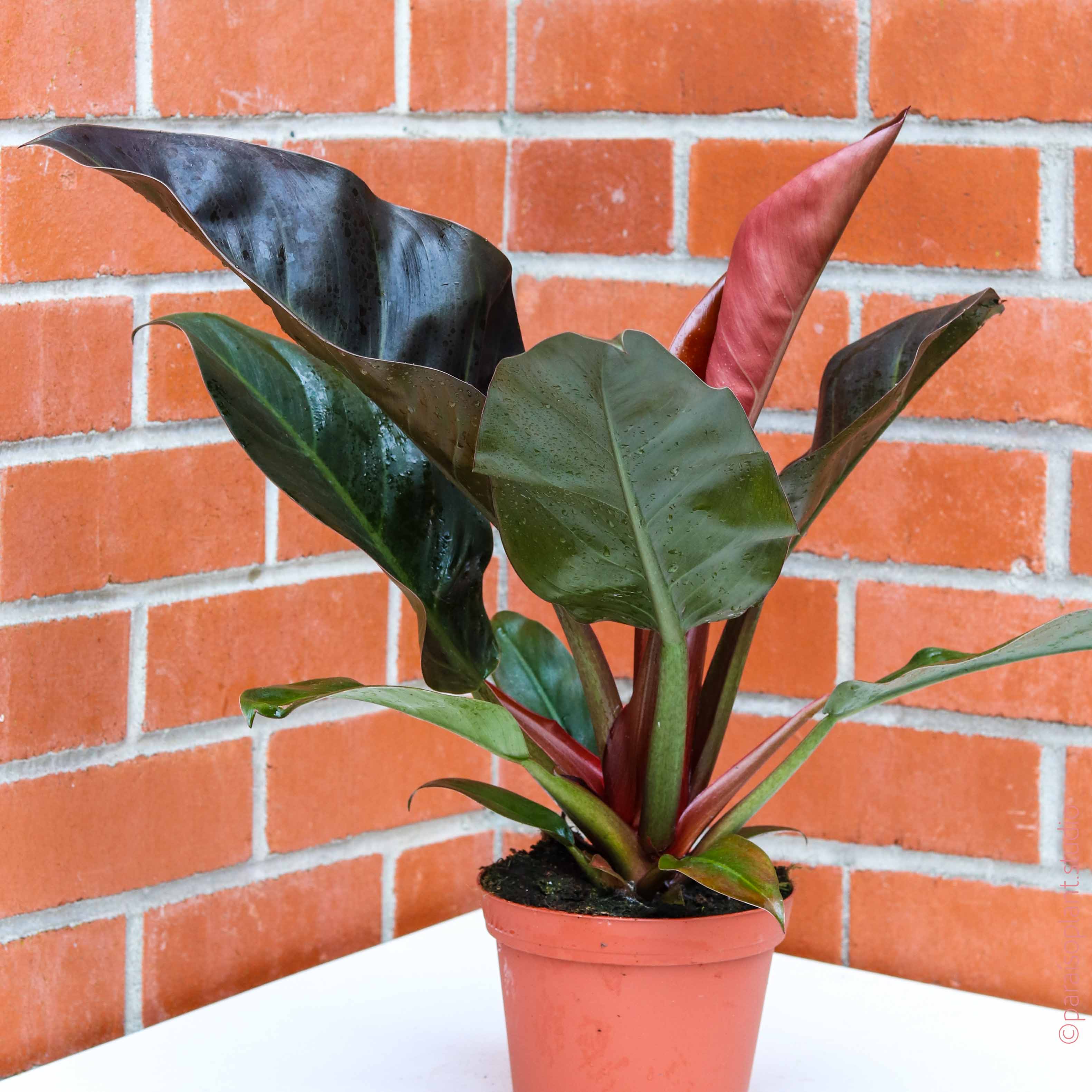 imperial philodendron red 6in-8in Philodendron 'Imperial Red' – Paraíso Plant Studio