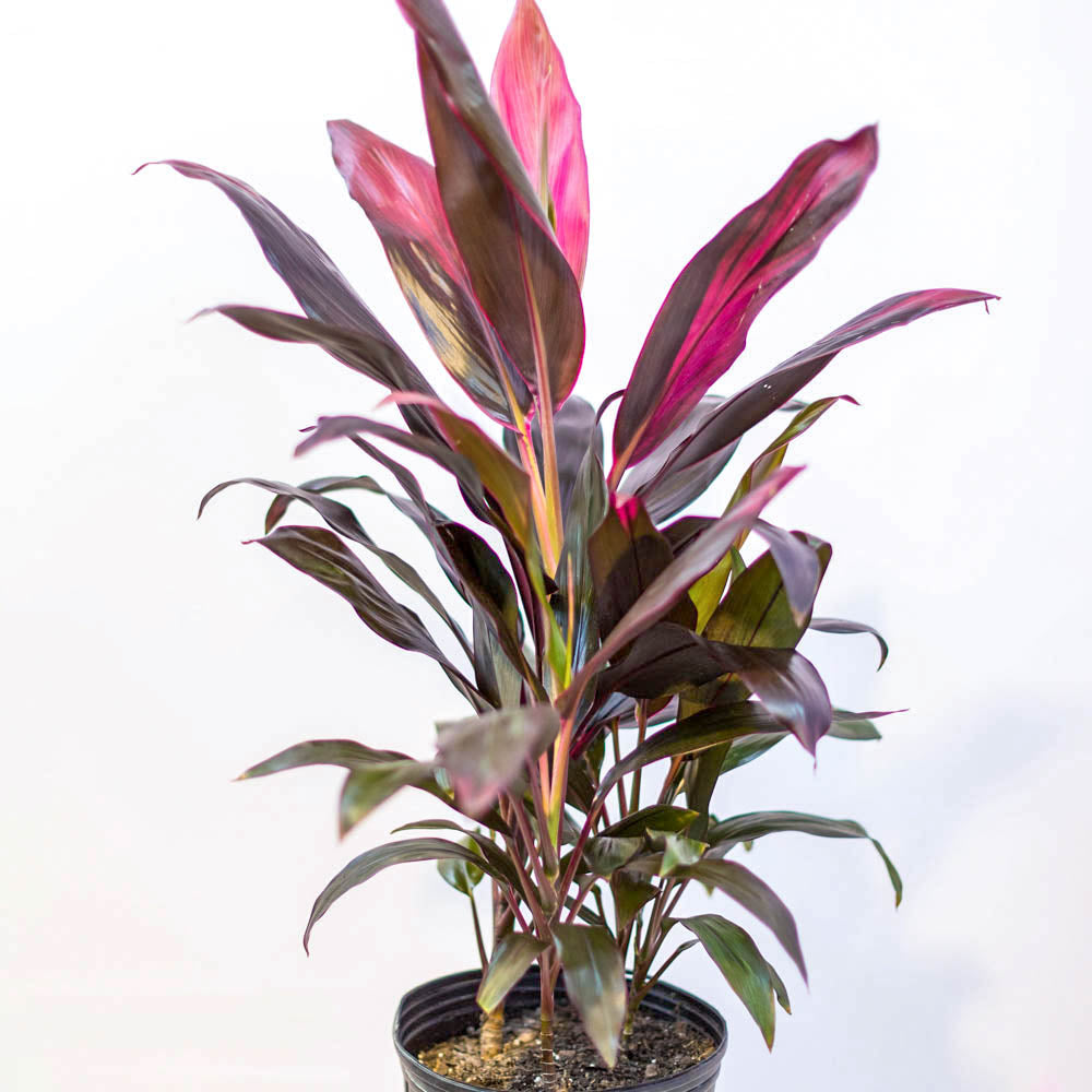 10in Cordyline Red Sister