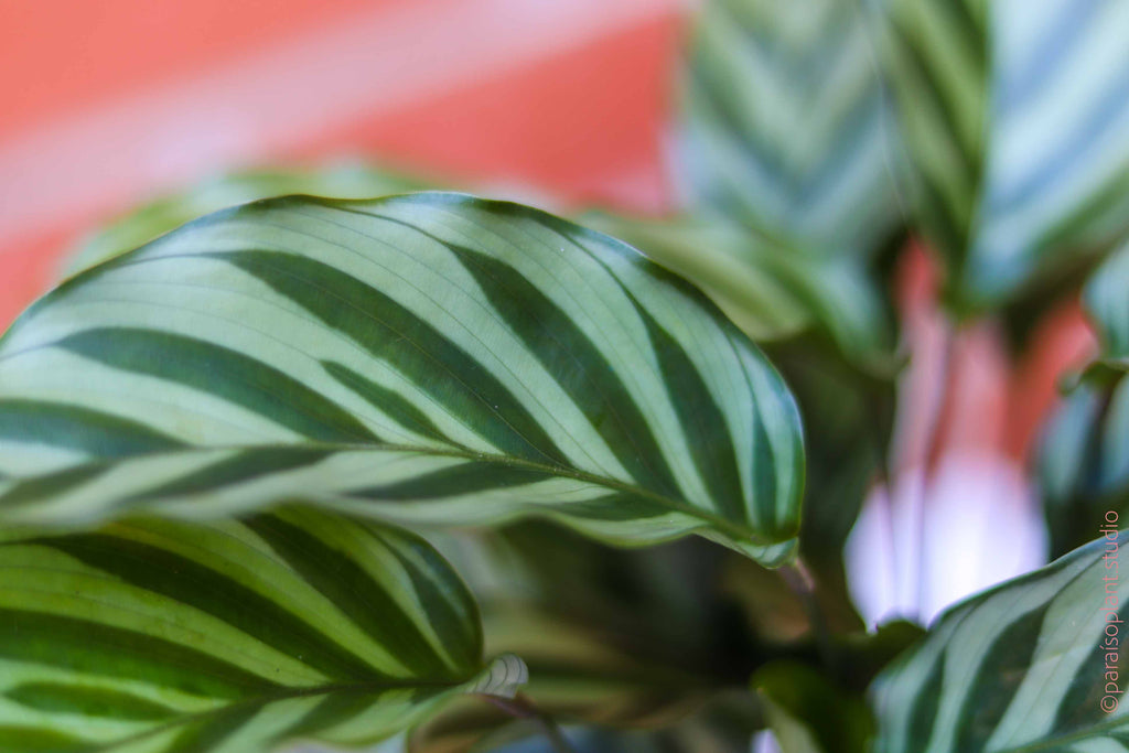 Close up of a leaf of 6in Calathea Concinna Freddie with dark green contrasting leaf pattern.