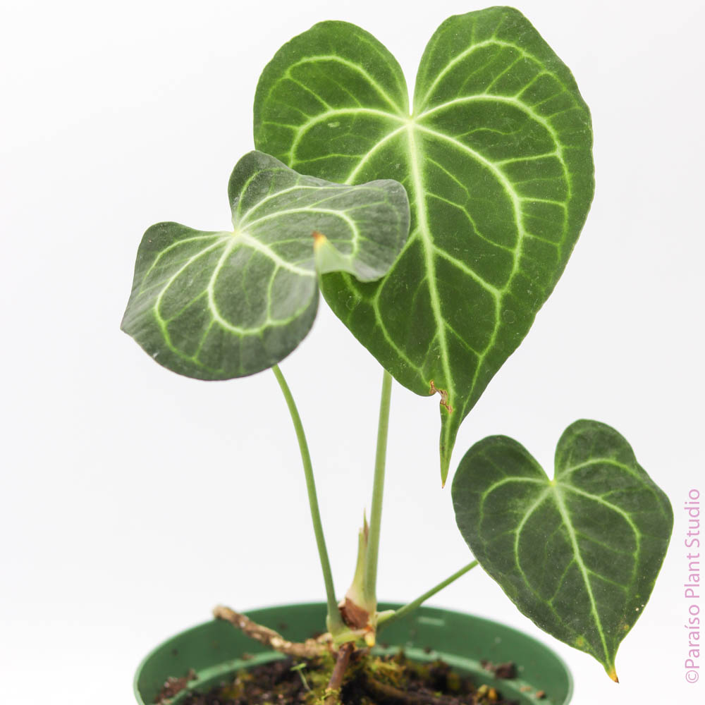 anthurium clarinervium pasning Anthurium Clarinervium – Paraíso Plant Studio