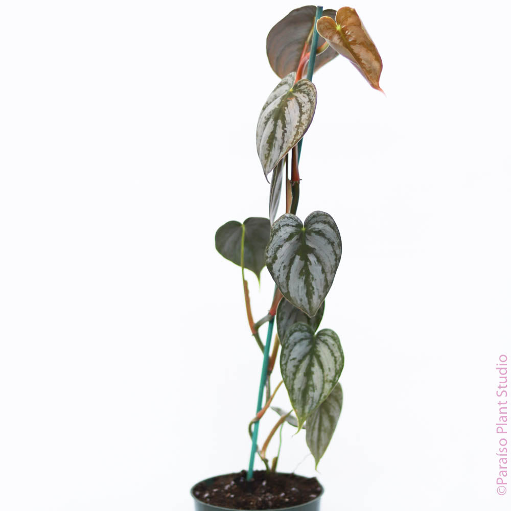 philodendron brandtianum mini Philodendron Brandtianum
