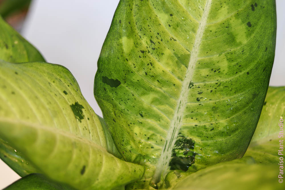 dieffenbachia brown leaf edges 8in-14in Dieffenbachia Camouflage – Paraíso Plant Studio