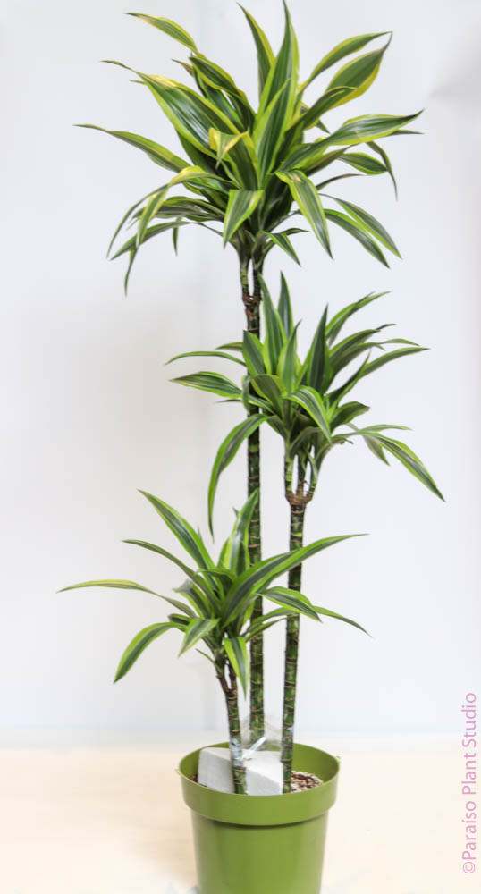lemon lime.dracaena 2gal-12in Dracaena Lemon Lime Cane