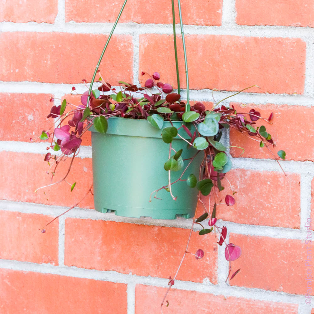 peperomia ruby cascade succulent plant 6in Peperomia Ruby Cascade – Paraíso Plant Studio