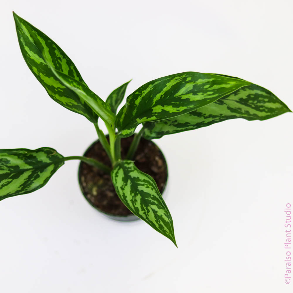 aglaonema tigress plant care 4in Aglaonema Tigress