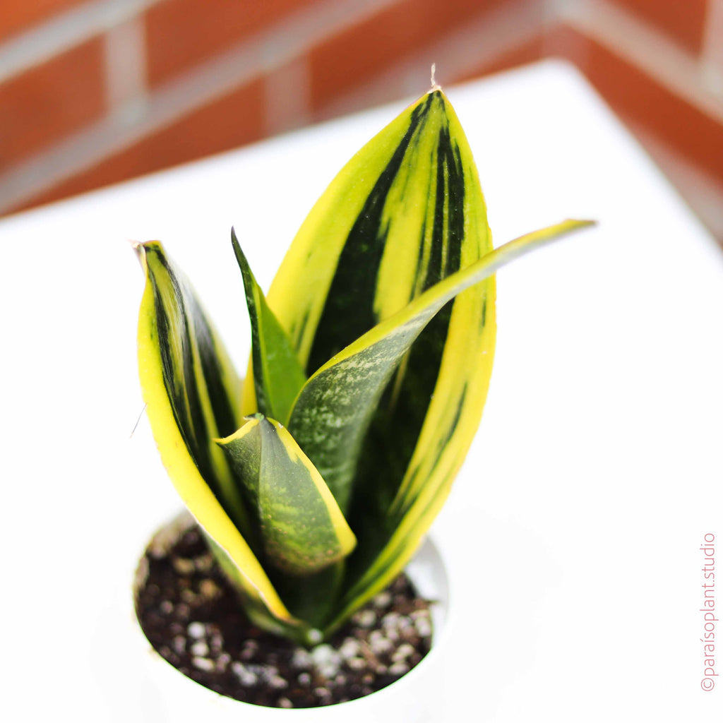 Close up of 4in Sansevieria Golden Flame in front of a brick wall.