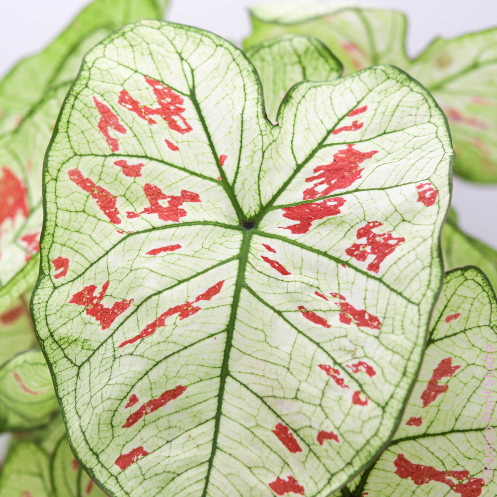 caladium monstera Caladium 'Marie Moir' – Paraíso Plant Studio