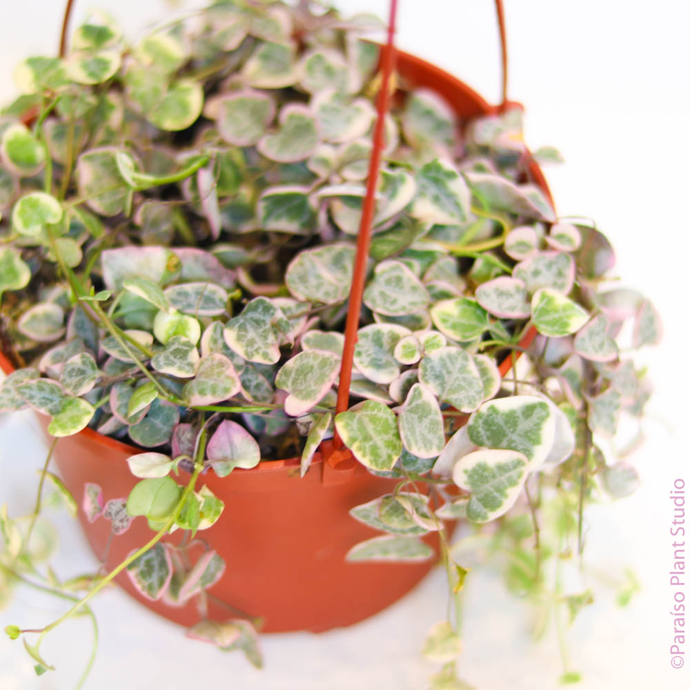 6in Variegated String of Hearts