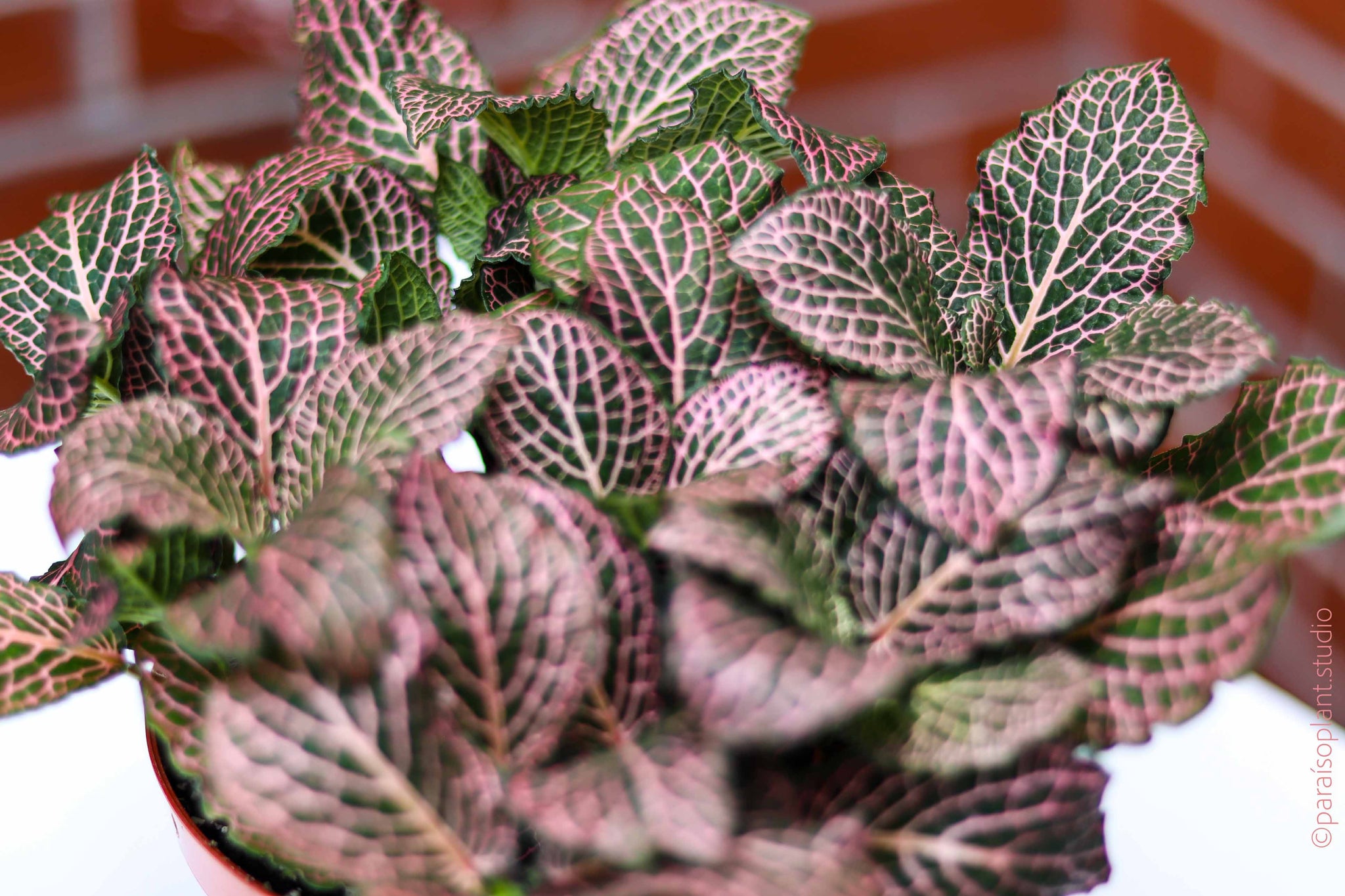 6in Fittonia Pink – Paraíso Plant Studio