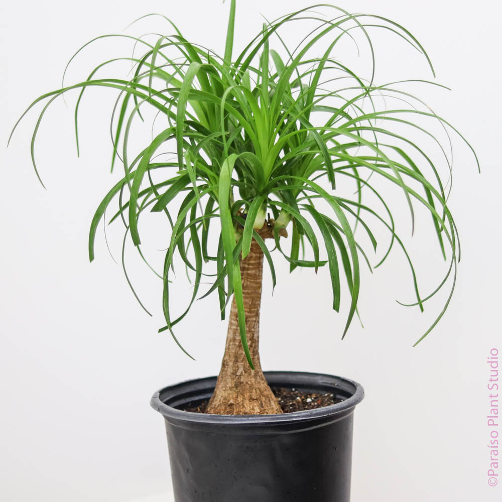 palm ponytail stump 8in-10in Ponytail Stump – Paraíso Plant Studio