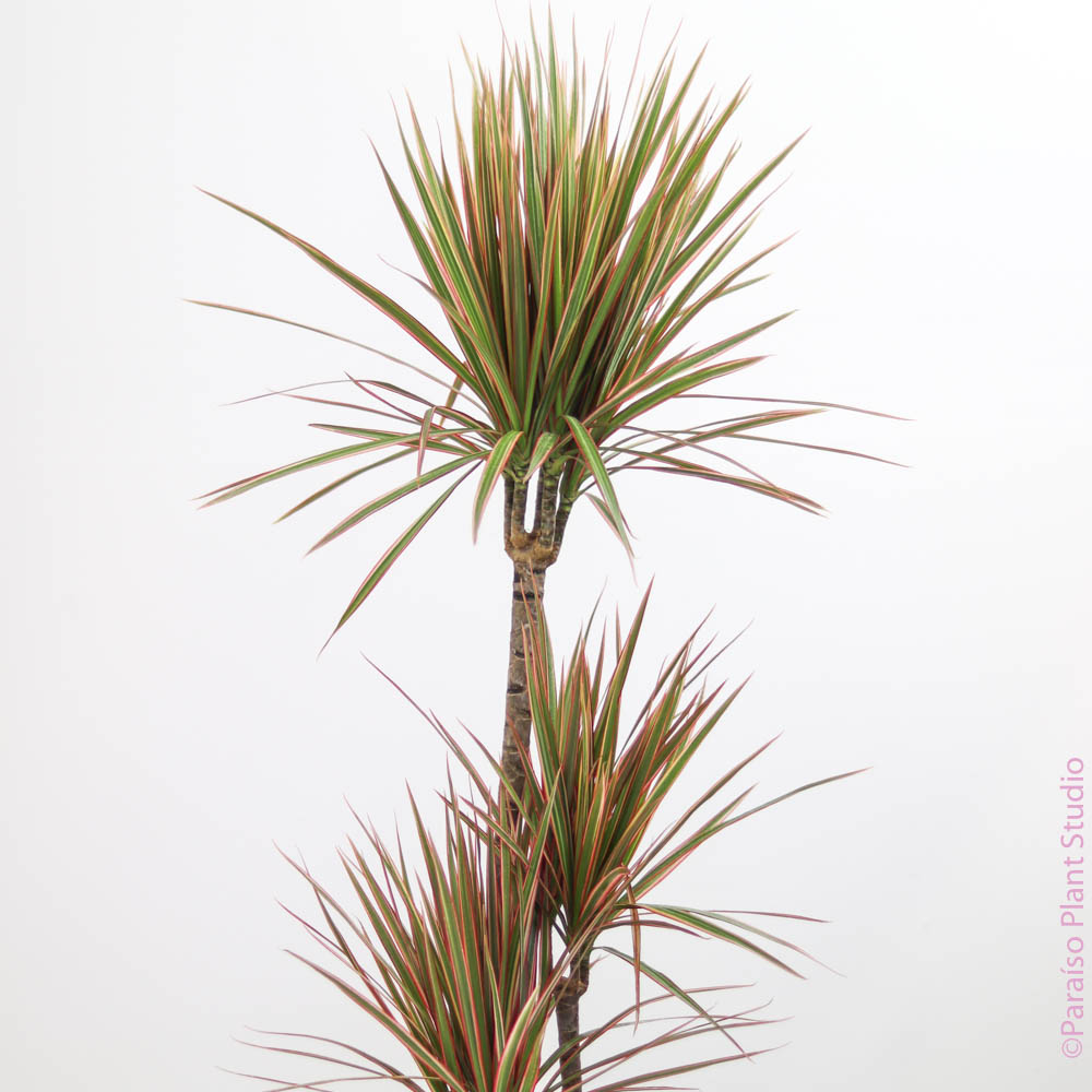 dracaena bicolor cane 10in Dracaena Bicolor Cane