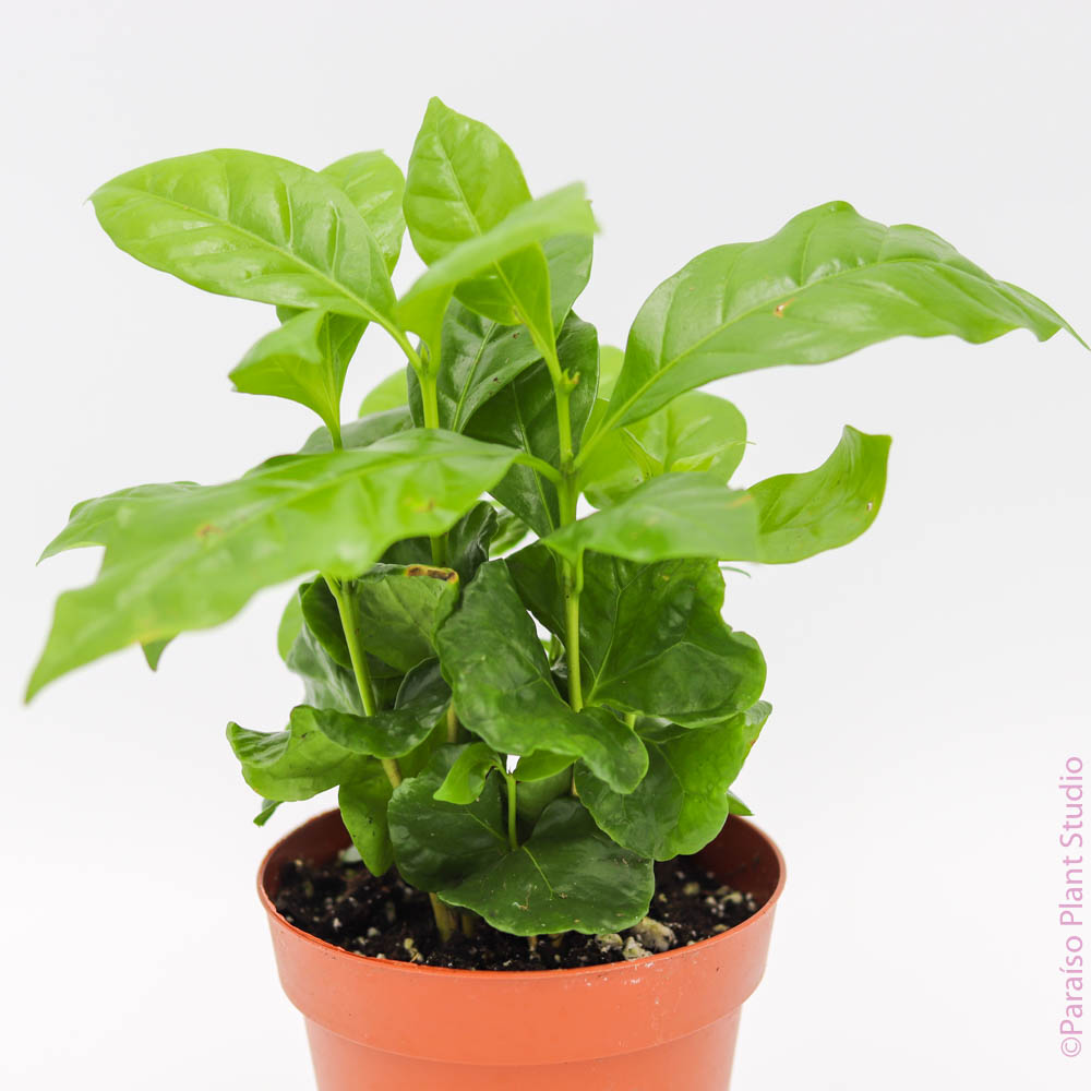 arabica coffee plant indoors Coffee Arabica Plant