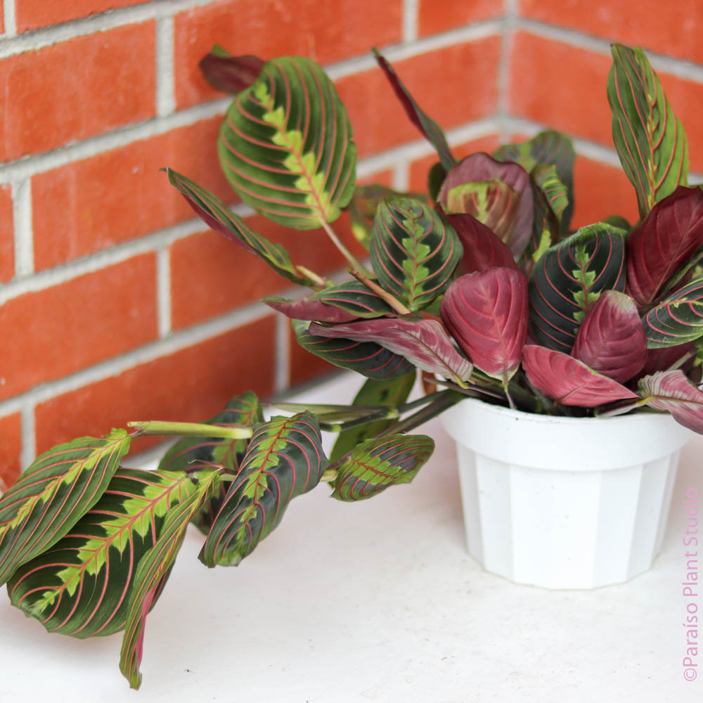 maranta prayer plant red Maranta Red Prayer