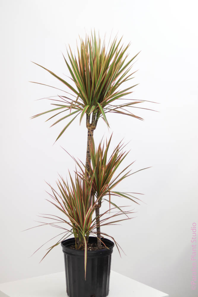 dracaena michiko cane 10in Dracaena Bicolor Cane – Paraíso Plant Studio