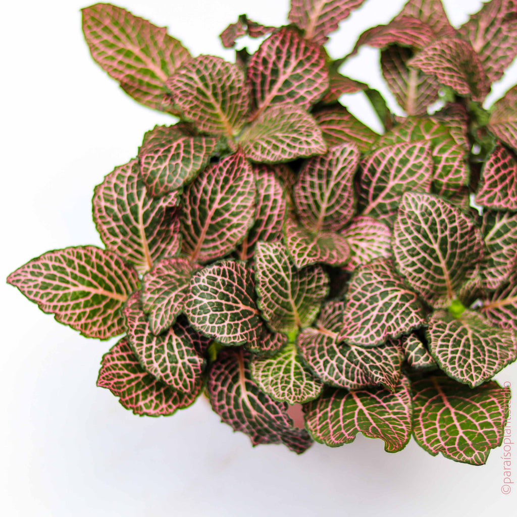 6in Fittonia Pink