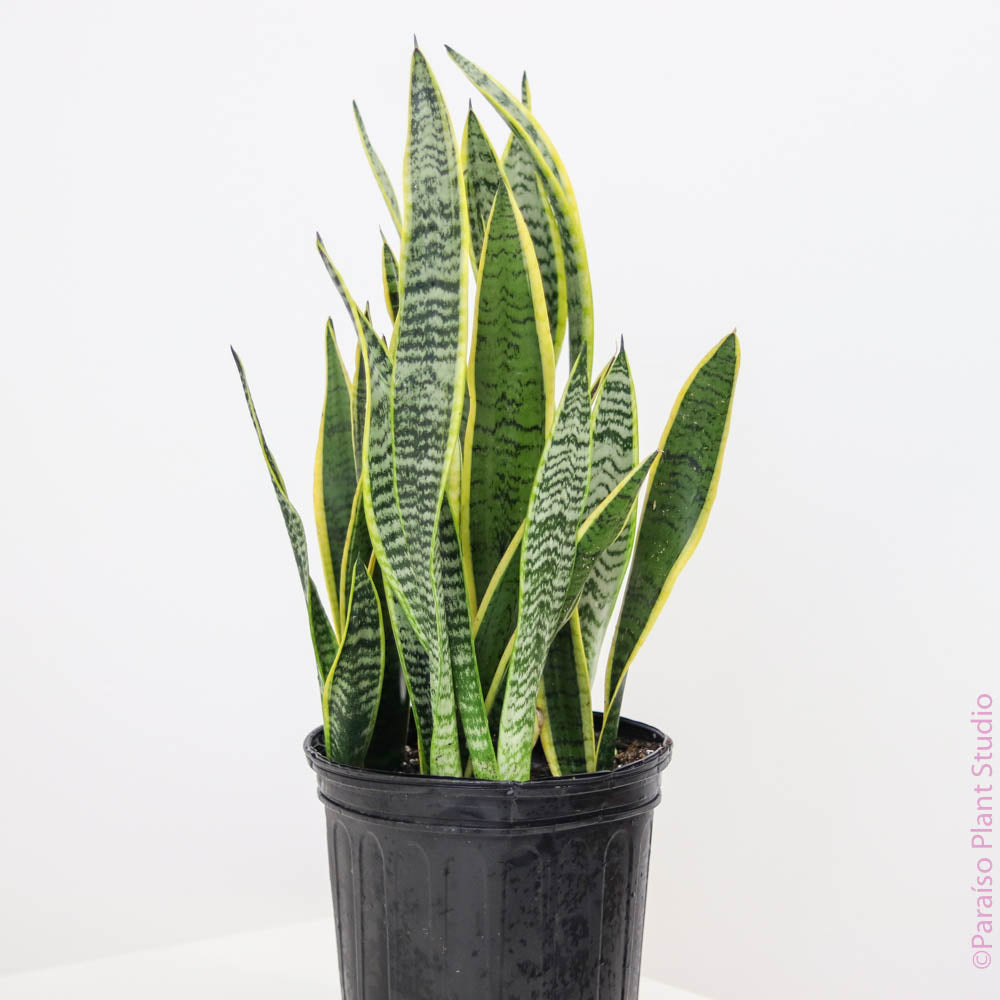 romeo and juliet snake plant 2gal Sansevieria Laurentii