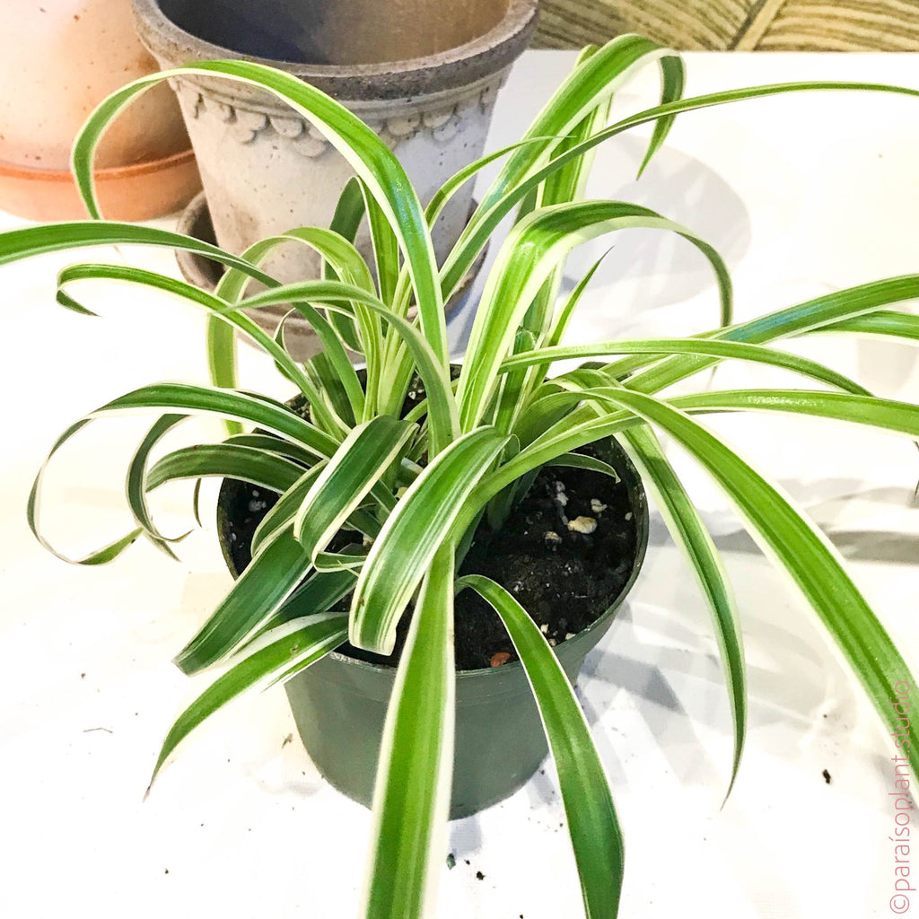 4in Reverse Spider Plant Chlorophytum