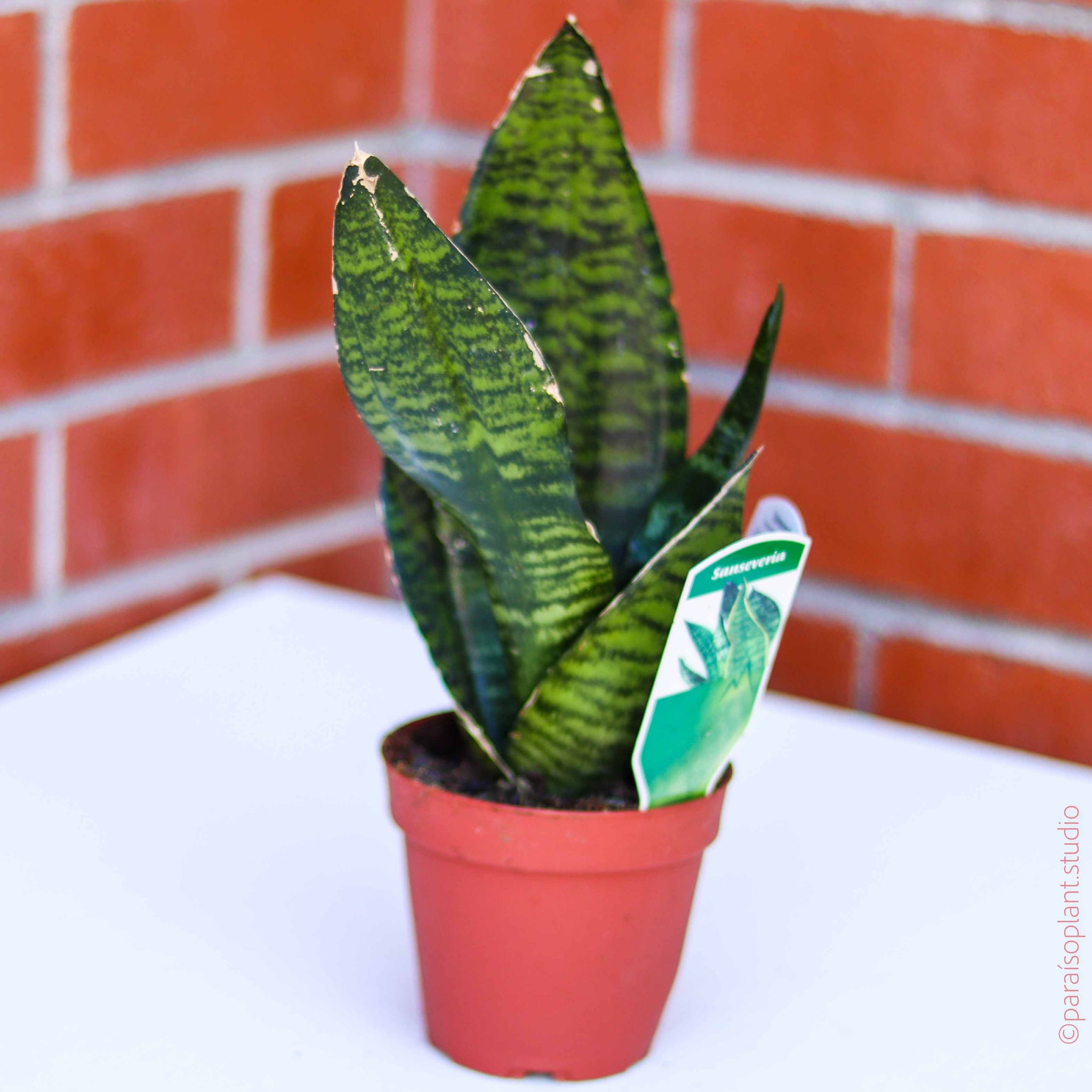 4in Sansevieria Robusta – Paraíso Plant Studio