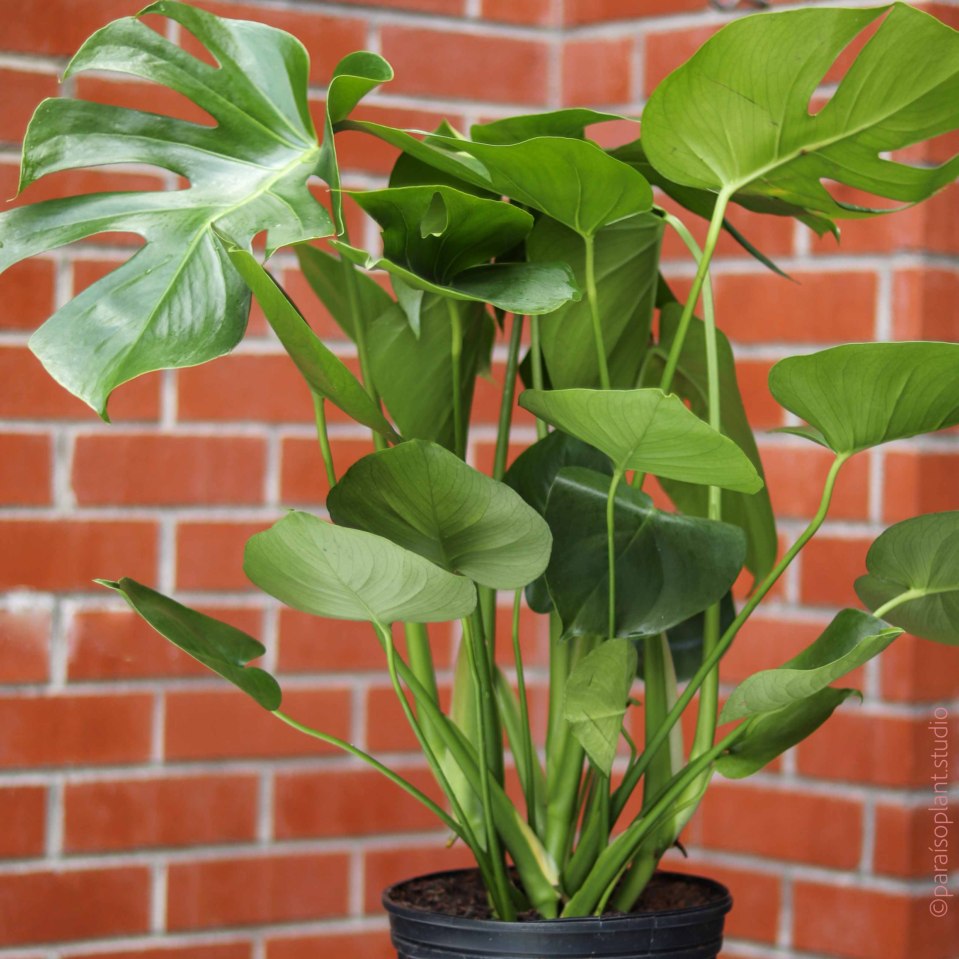 xl monstera plant 10in Monstera Deliciosa – Paraíso Plant Studio
