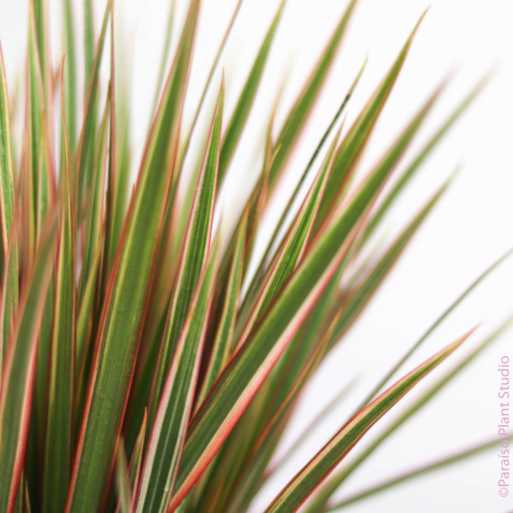 dracaena marginata bicolor 10in Dracaena Bicolor Cane