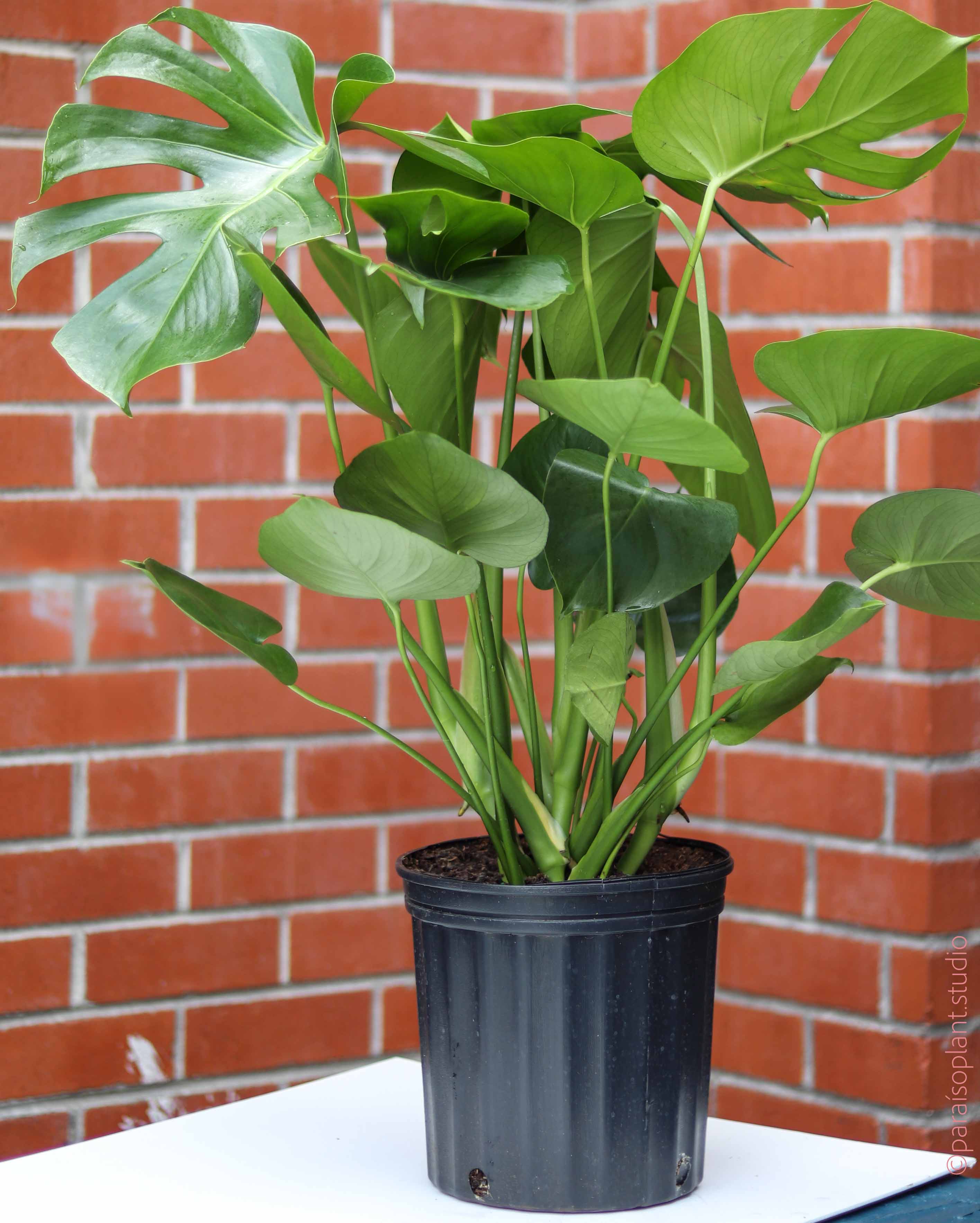 monstera near me 10in Monstera Deliciosa – Paraíso Plant Studio
