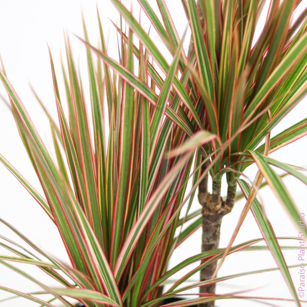 dracaena bicolor indoor 2gal Dracaena Bicolor Cane