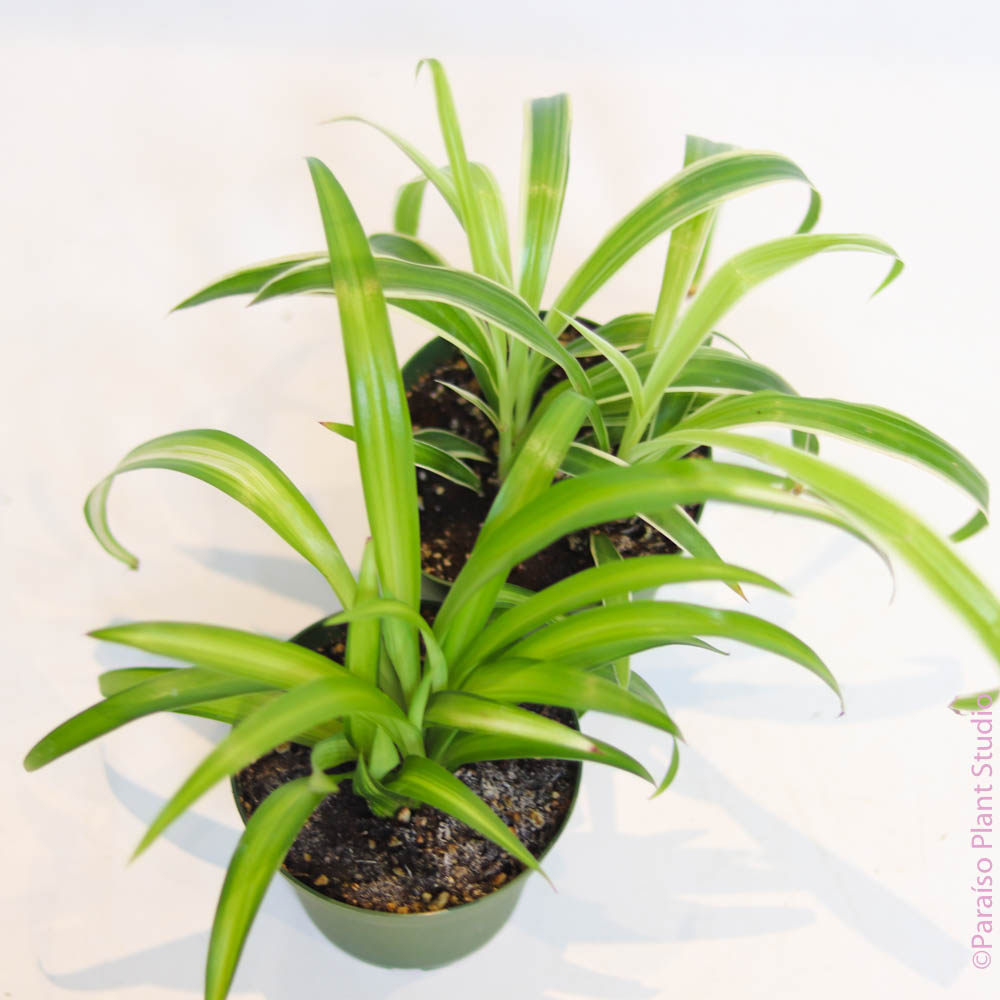 small spider plant Spider Plant