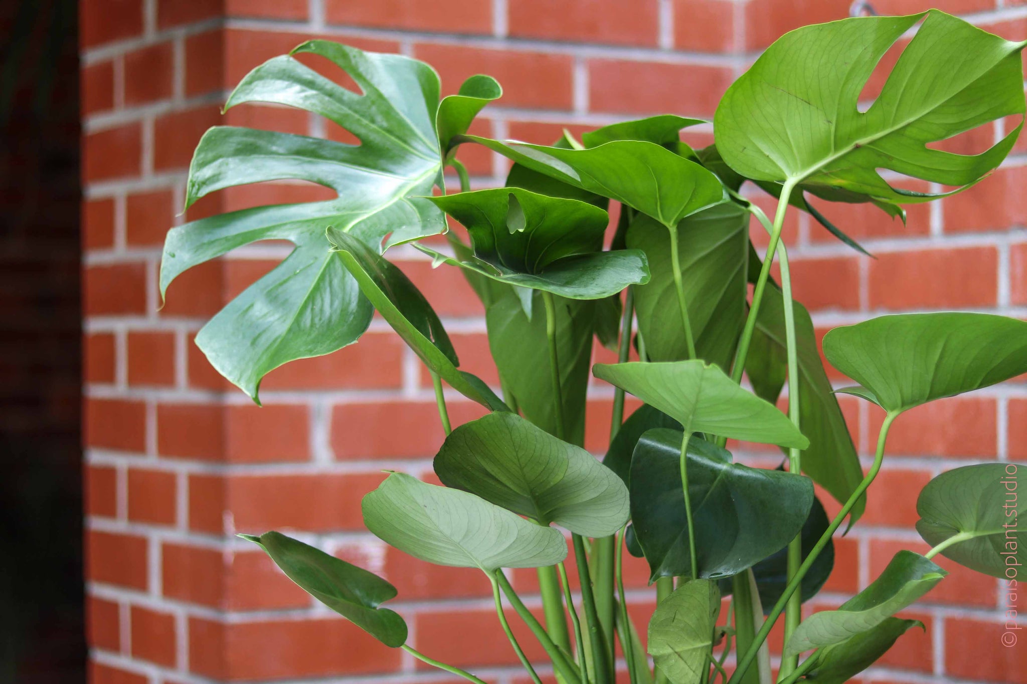 can monstera deliciosa survive in berkeley california 10in Monstera Deliciosa