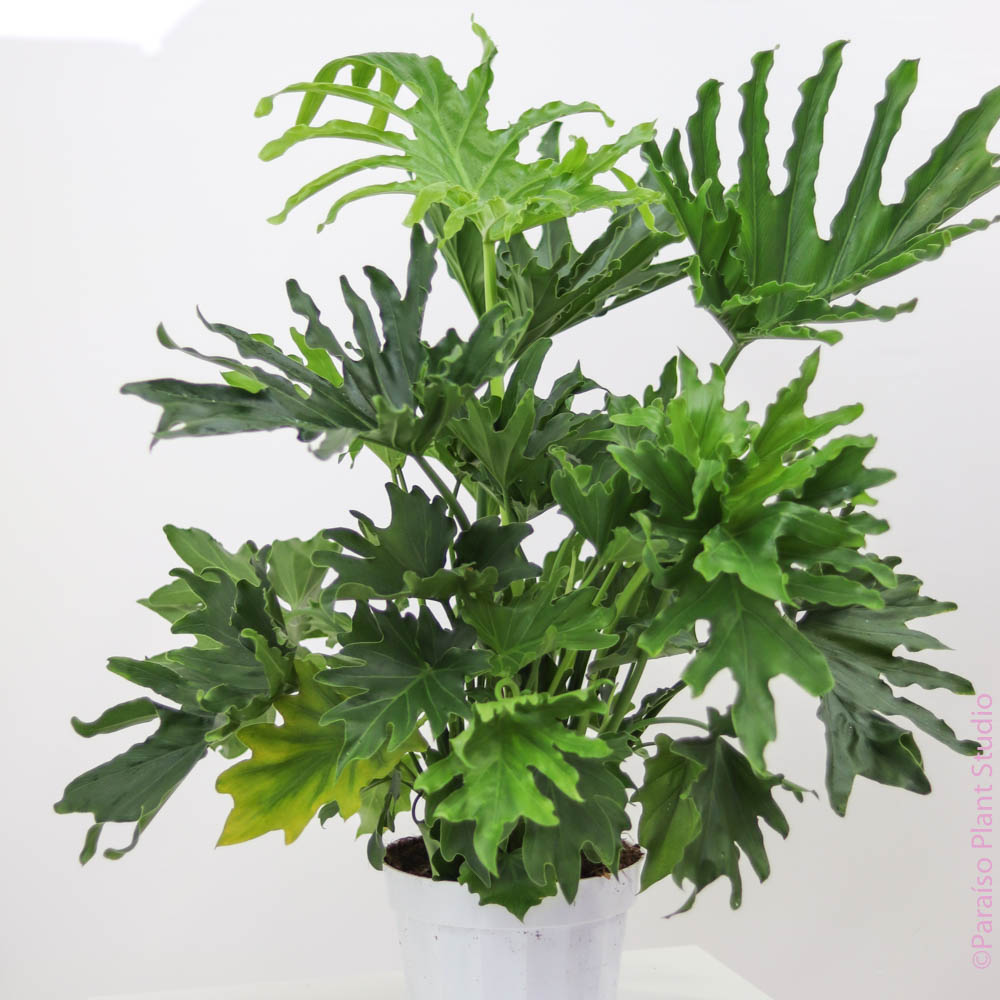 plant split leaf philodendron 6in-10in Philodendron Lickety Split – Paraíso Plant Studio