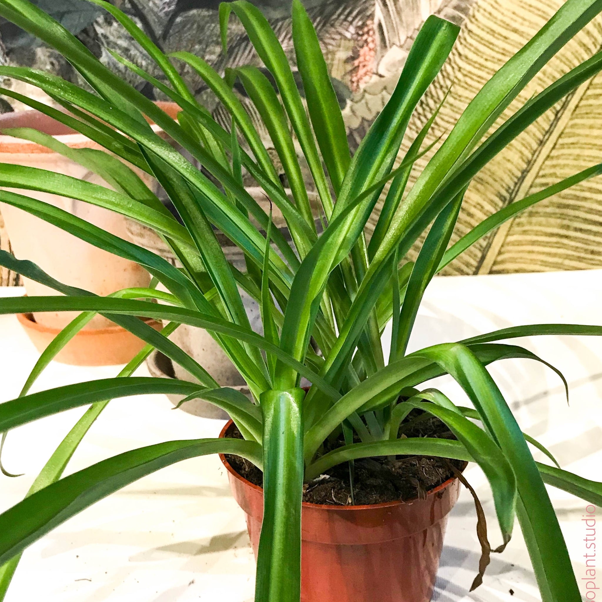 plain green spider plant 4in Green Spider Plant Chlorophytum