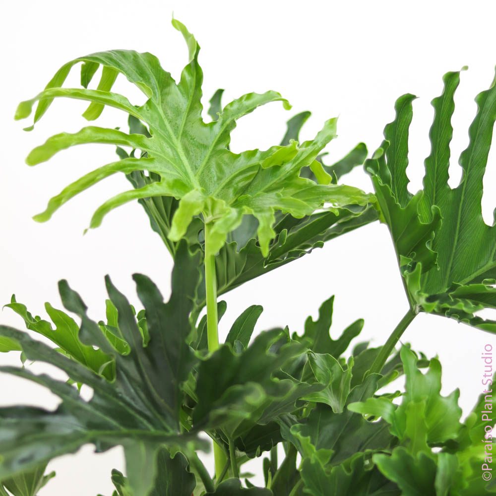philodendron faux spit 6in-10in Philodendron Lickety Split – Paraíso Plant Studio