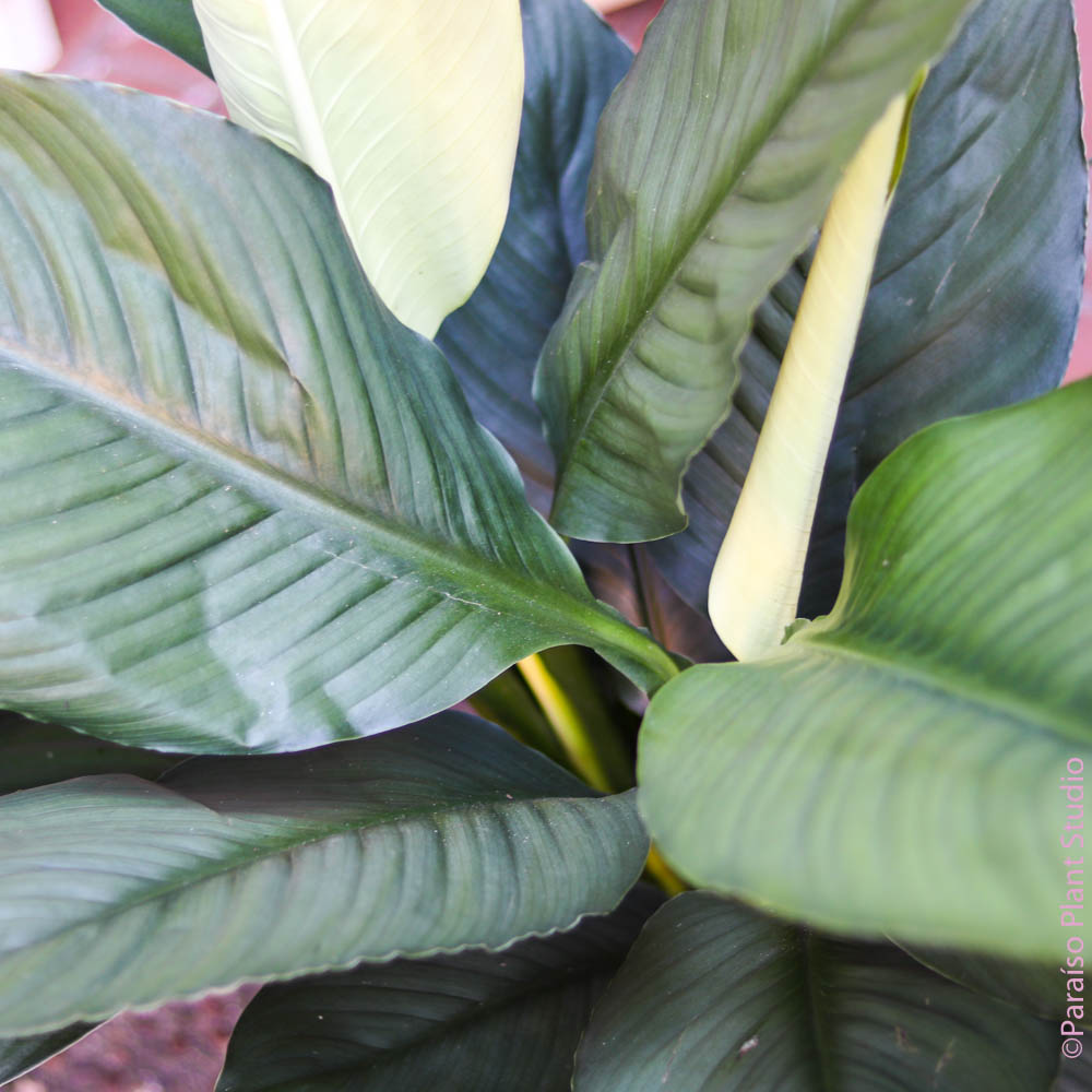 peace lily giant leaves 10in-14in Spathiphyllum Peace Lily 'Sensation' 8in
