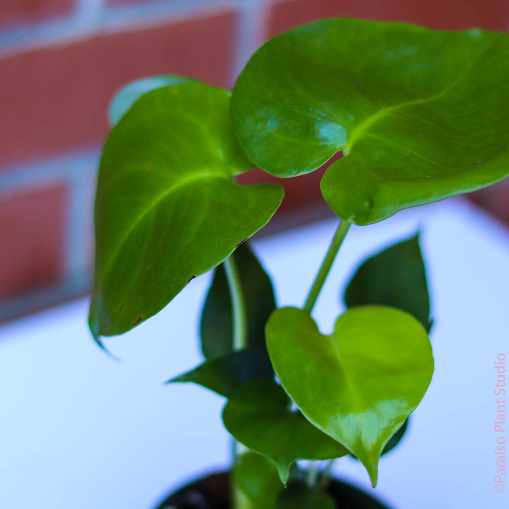 can monstera deliciosa survive in berkeley california 4in Monstera Deliciosa