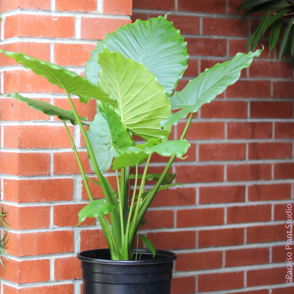 california elephant ears plant 12in Alocasia Gagaena California – Paraíso Plant Studio