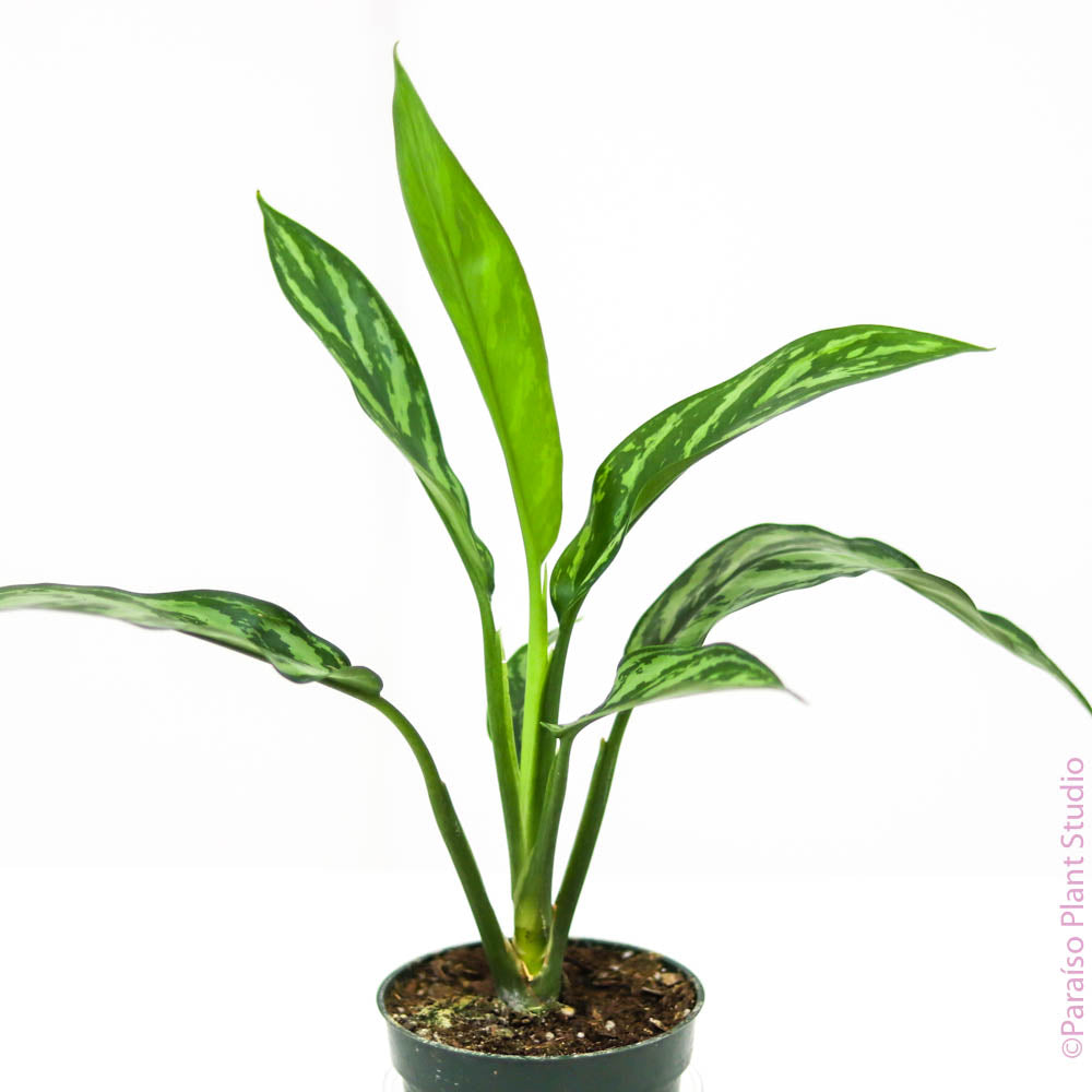 aglaonema tigress toxic 4in Aglaonema Tigress – Paraíso Plant Studio