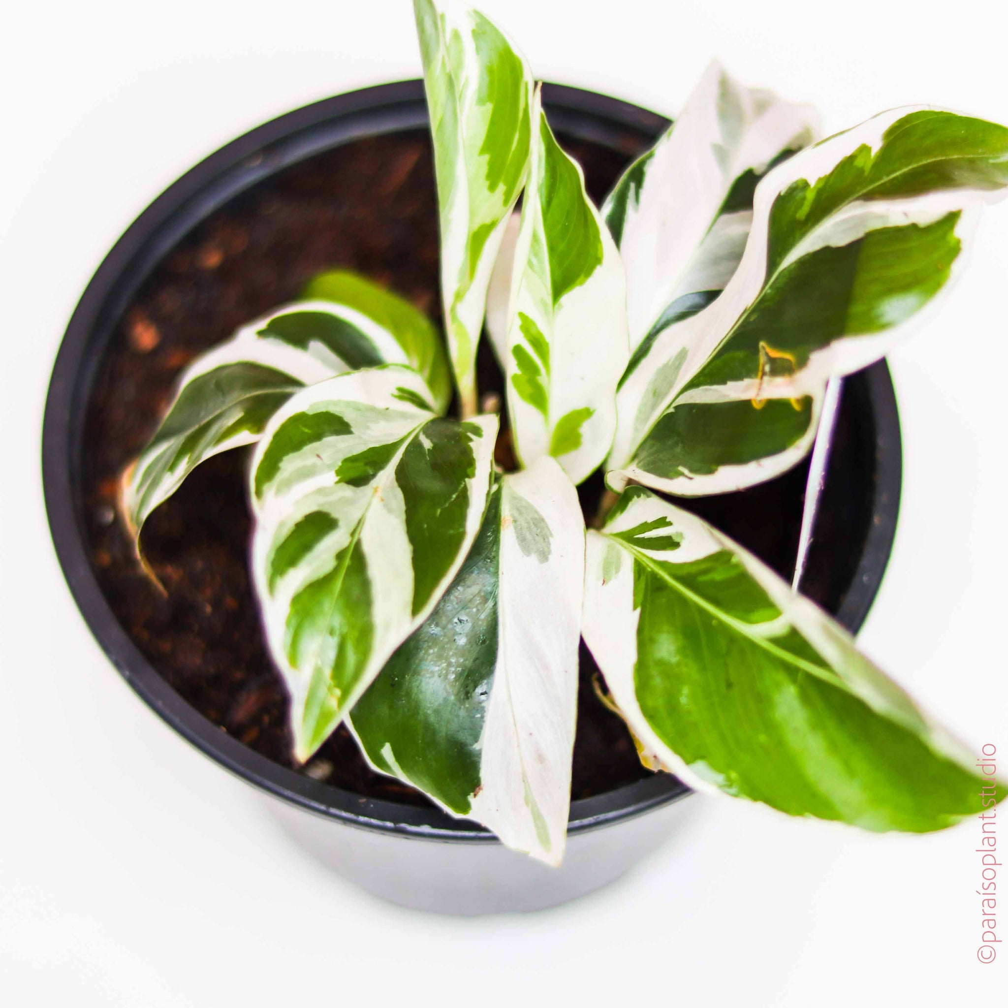 calathea white fusion care 4in Calathea White Fusion – Paraíso Plant Studio