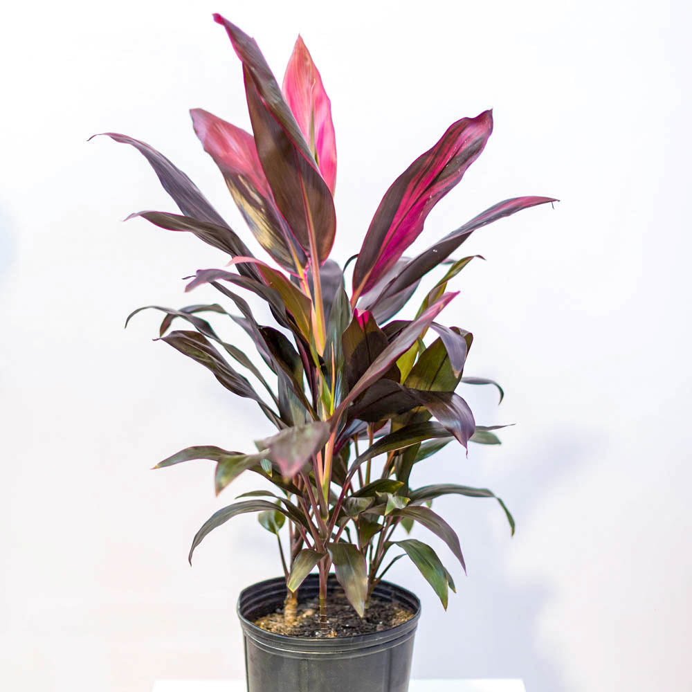 dracaena cordyline red sister 10in Cordyline Red Sister – Paraíso Plant Studio